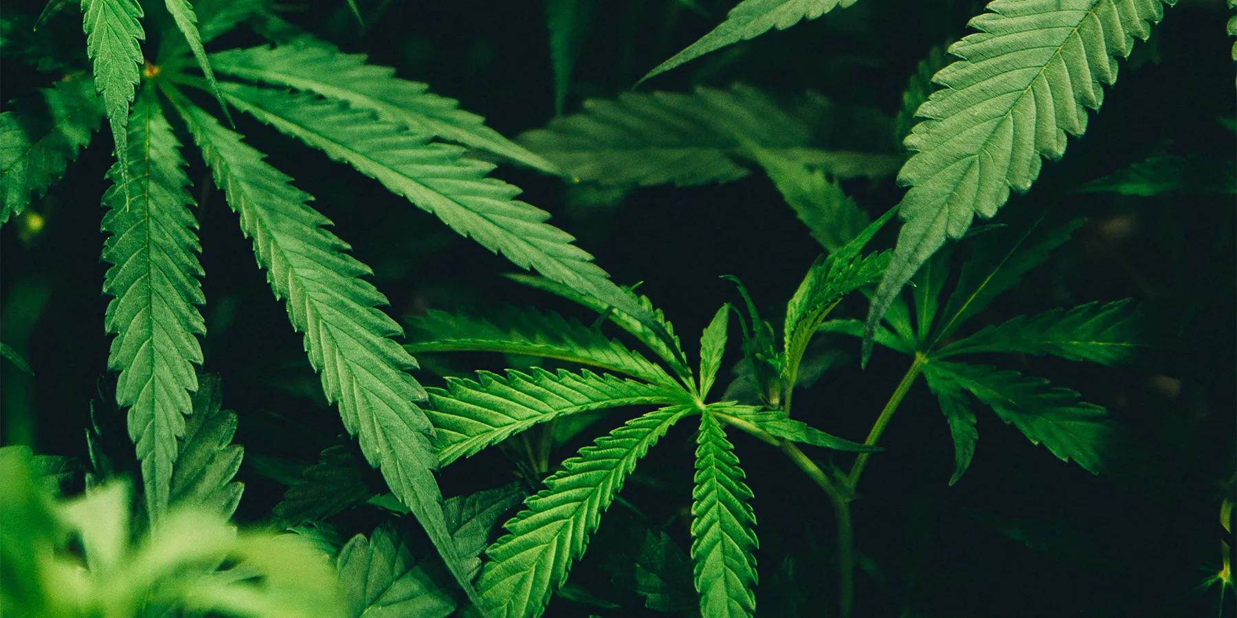 Close-up of lush green cannabis plant leaves with their distinctive serrated fingers in dim light